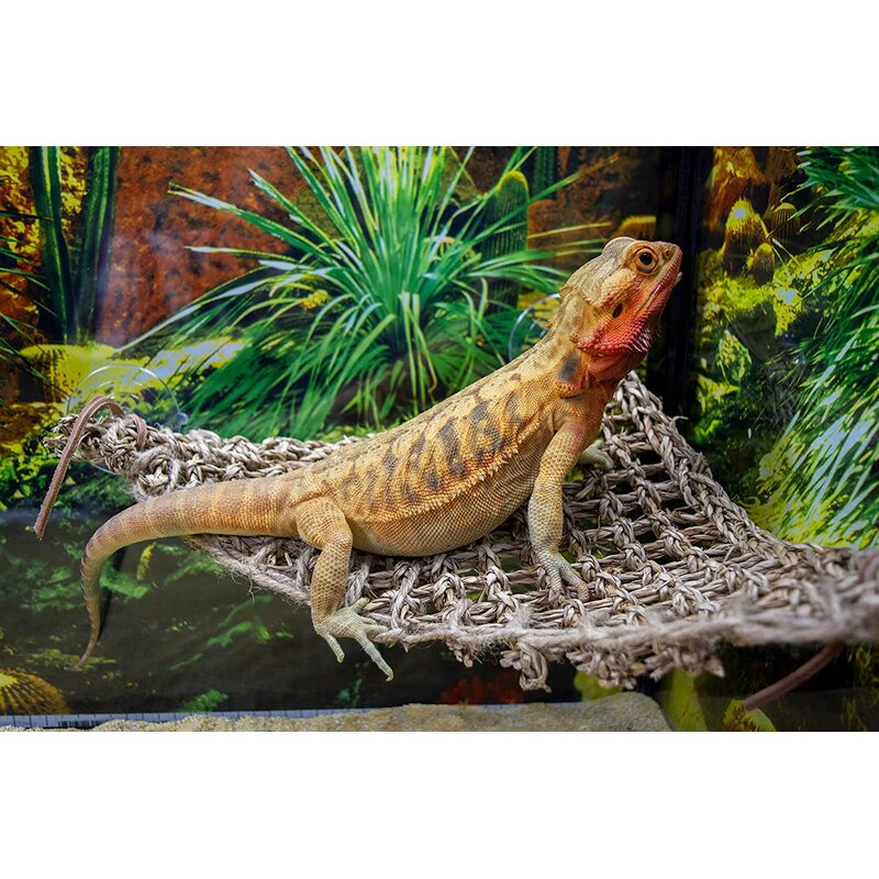 Penn plax reptology lizard lounger best sale